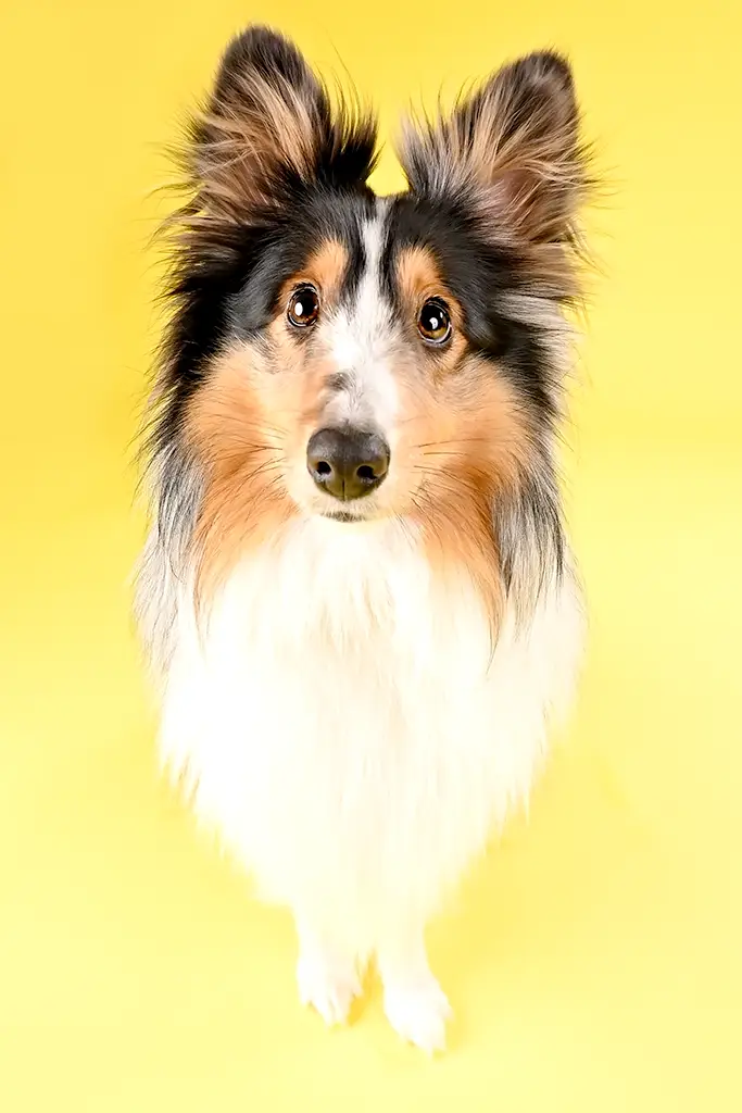 Portrait chien berger des shetlands